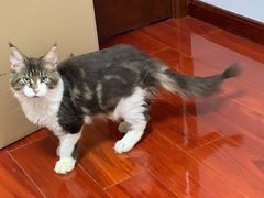 -猫大福·Fortune Cat猫舍(百子湾店)