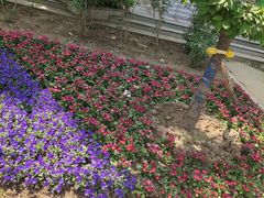 -石家庄市植物园