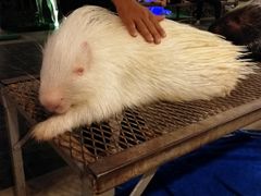 -清迈夜间动物园