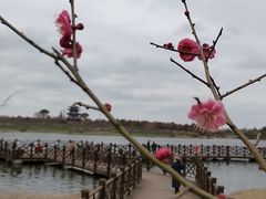 -上海海湾国家森林公园