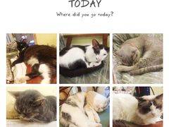 -猫色咖啡·猫咖