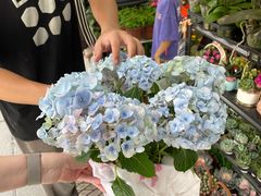 -溪岸路花鸟市场