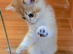 -猫十亿·布偶金渐层·曼基康矮脚猫舍(青年路店)