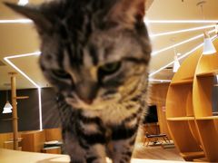 -CAT’S MEWSTAR CAFE·喵星球猫屋(晴湾咖啡店)