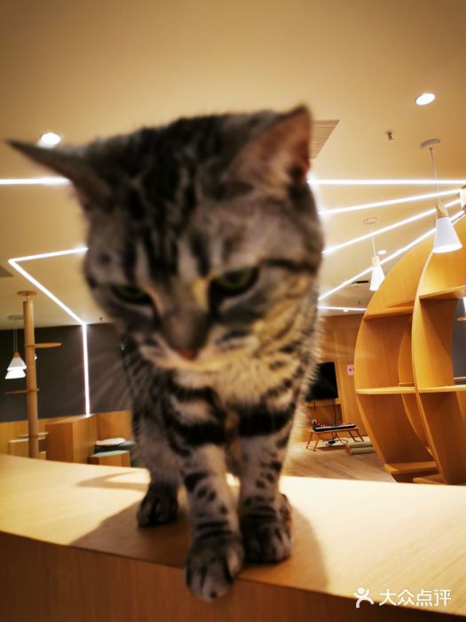 CAT’S MEWSTAR CAFE·喵星球猫屋(晴湾咖啡店)图片