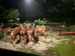 -夜间野生动物园