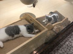 -momokira米努特·德文卷毛猫·棉花面纱犬
