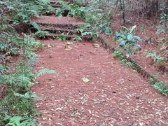 -铁山坪森林公园