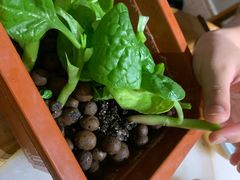 木耳菜-巴渝瓦肆重庆鲜火锅(宝龙环湖店)