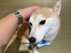 -逗柴咖啡屋·狗咖猫咖宠物桌游