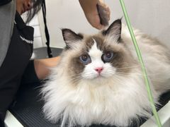 -瑞派宠物医院·犬猫全科·猫友好(宾水西道店)