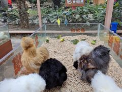 -南宫五洲植物乐园