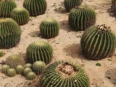 -东莞植物园