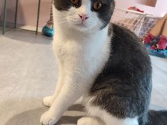 -猫儿山۰猫主题餐厅