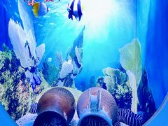 -芜湖新华联大白鲸海洋公园