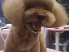 -FAELING PETS美天灵宠物(富力广场店)