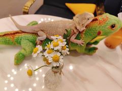 -FAIRYLAND龙族星球主题餐厅(凯丹广场店)