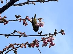 -台场海滨公园船码头