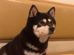 -柴の食堂·日式家庭料理·熊之肆(大学路店)