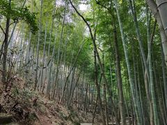 -上海佘山国家森林公园天马山园