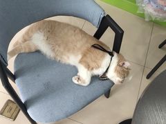 -诺比宠物医院心脏内科·泌尿肾内外科·骨科急重症