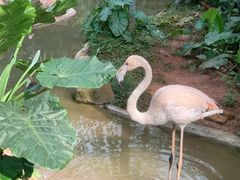 -海南热带野生动植物园