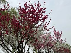 -洨河生态公园