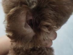 -翊宠yipet猫狗购宠庄园犬舍•猫舍