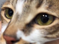 -瑞派动物医院·绝育·犬猫全科·预防医学(光景江南中店)