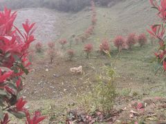 -华蓥山天意谷景区