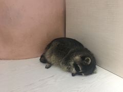 -浣熊柯尔鸭土拨鼠·电玩咖