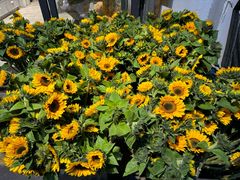 -溪岸路花鸟市场