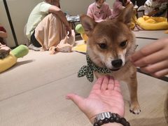 -逗柴咖啡屋·狗咖猫咖宠物桌游