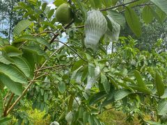 番石榴（红心/白心）-美莓农场