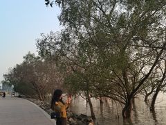 -宝安西湾红树林湿地公园