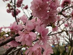 -天适樱花悠乐园