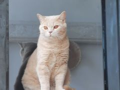 -Catmate·猫肥家润(金润铂宫店)