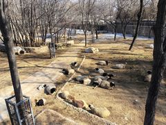 -石家庄市动物园