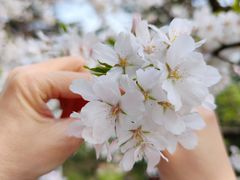 -武汉大学-樱园