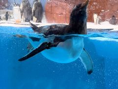 -海合安成都极地海洋公园
