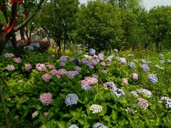 -杭州湾海上花田景区