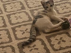 -瑞派福兴宠物医院犬猫全科·骨科·中西医结合(河东店)