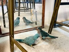 -吉丁鸟咖·异宠·寄养