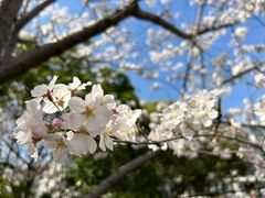 -高东镇樱花园