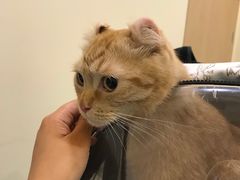 -萌兽医馆·犬猫专科·眼科中心·宠物医院(朝阳门分院)