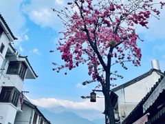-大青树咖啡(大理古城店)