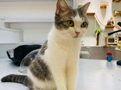 -COLOR PETS 撸猫馆·购猫·猫咖(长风大悦城店)