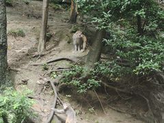 -黔灵山公园