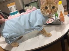 -爱佳宠物中心医院24H·CT·骨外科·猫专科(瑶海万达店)