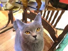 -猫色咖啡·猫咖